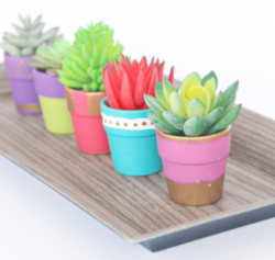 The image for Succulent Potting