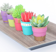 The image for Succulent Potting
